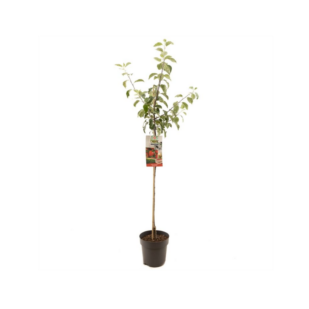 Rode handappel (Malus dom. Summerred halfstam) H 200 ø 27 cm