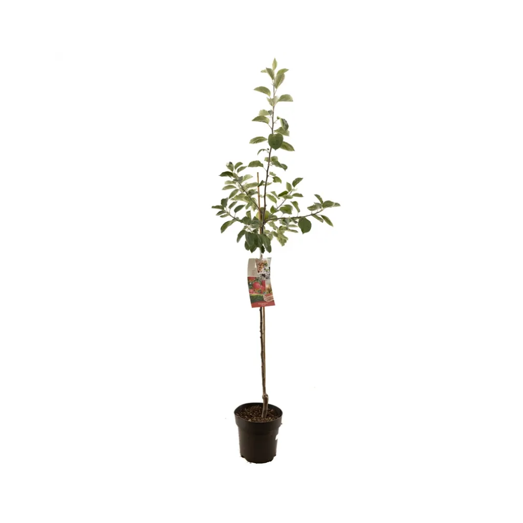 Handappel, resistent (Malus dom. Pinova halfstam) H 200 ø 27 cm