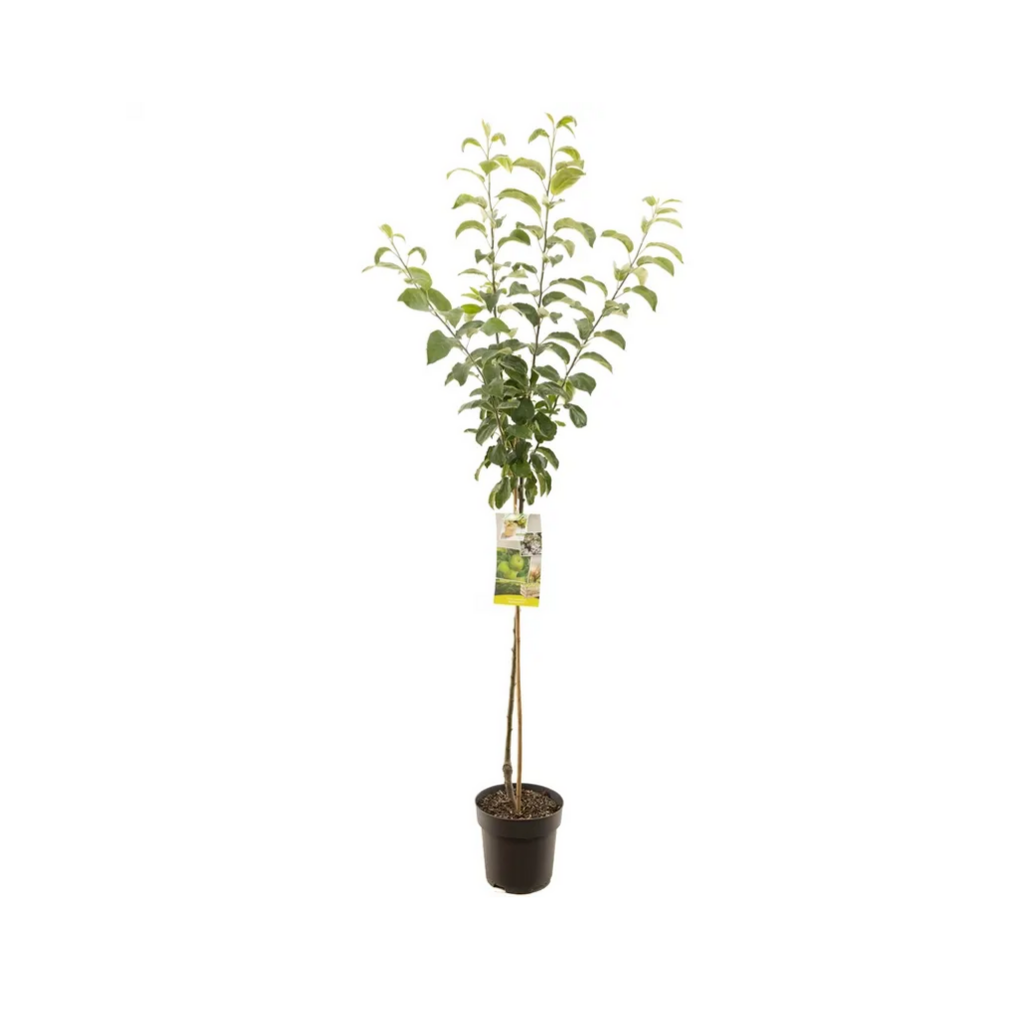Groene handappel (Malus dom. Granny Smith halfstam) H 200 ø 27 cm