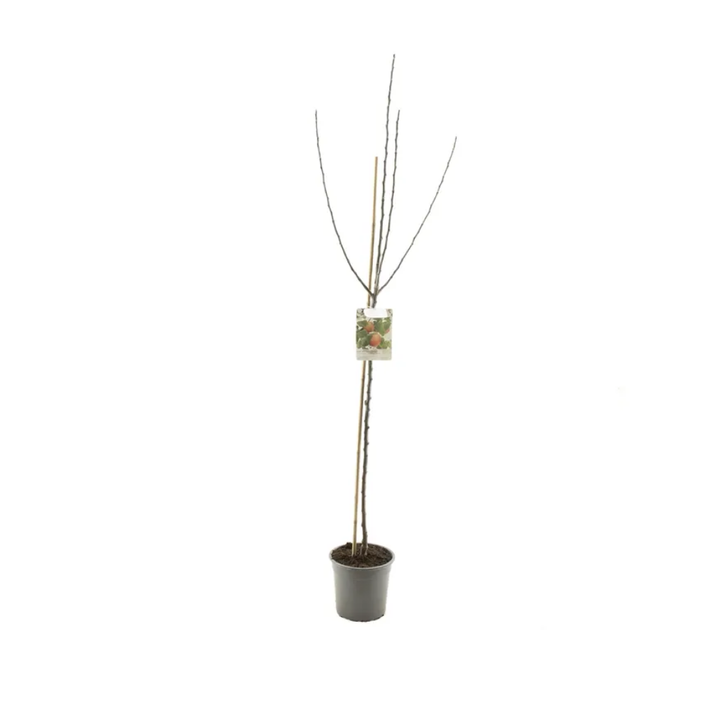 Vers gepot Handappel (Malus dom. Groninger Kroon halfstam) H 230 ø 27 cm