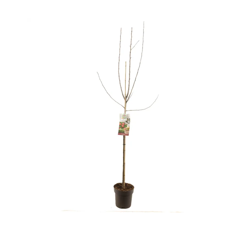 Vers gepot Rode handappel (Malus dom. Sterappel halfstam) H 230 ø 27 cm