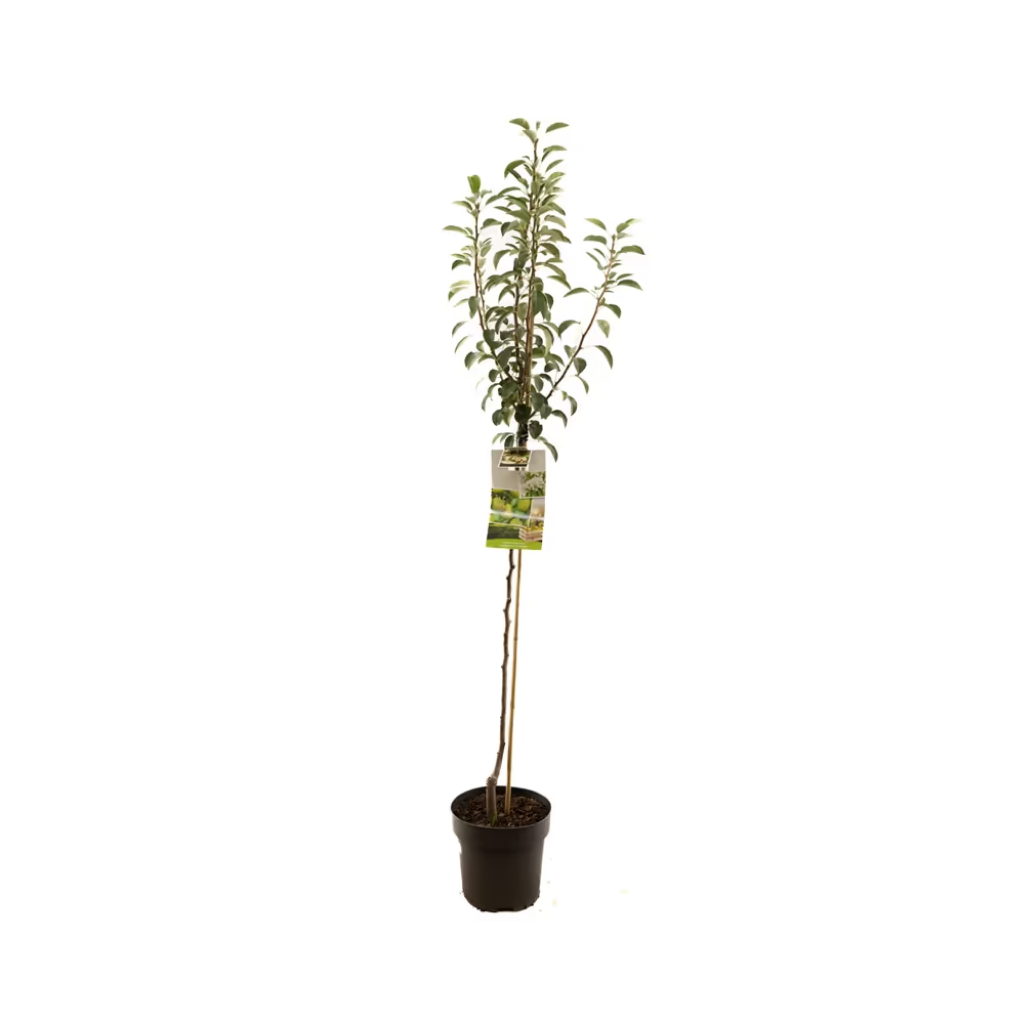 Handpeer (Pyrus comm. Doyenné du Comice half) H 200 ø 27 cm