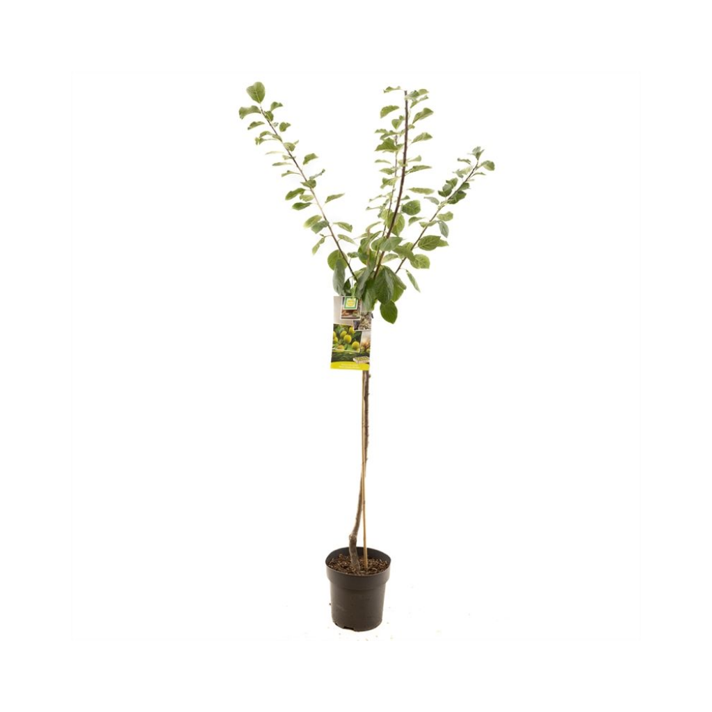 Gele pruim (Prunus dom. R-Cl. d'Oullins half) H 230 ø 27 cm