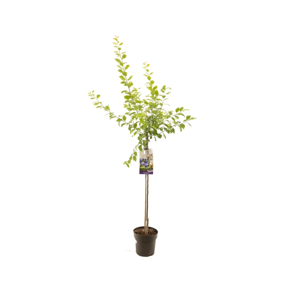 Donkerblauwe pruim (Prunus dom. Hauszwetsche halfstam) H 230 ø 27 cm