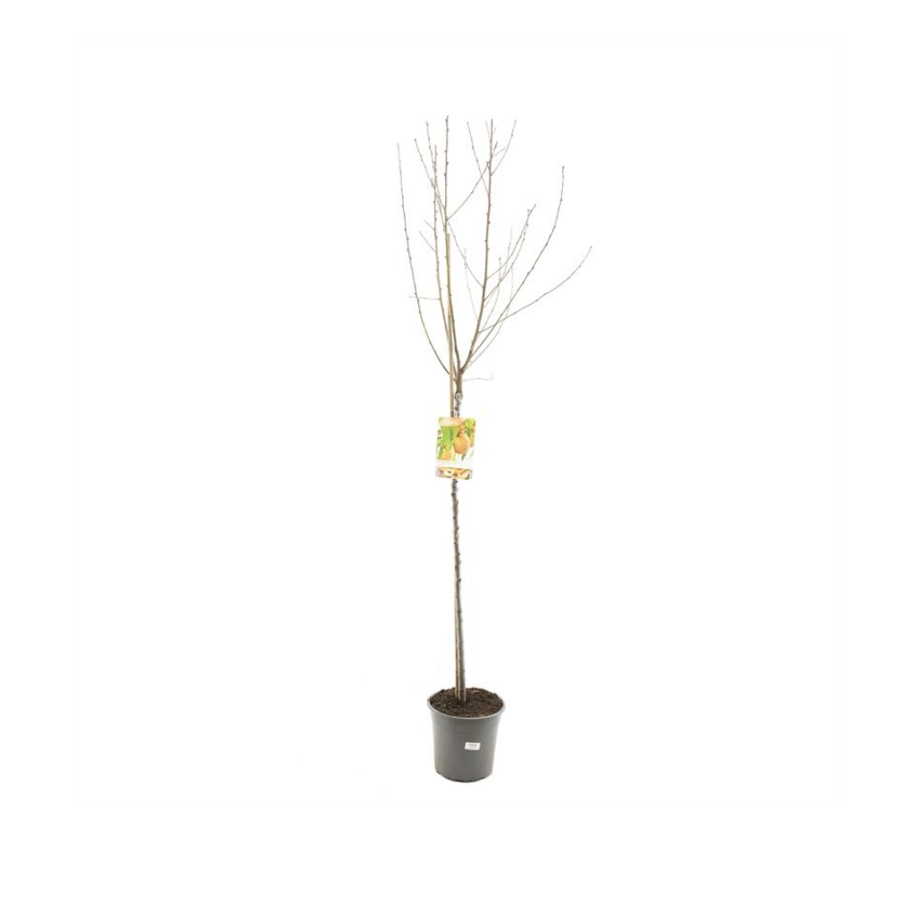Vers gepot Perzik (Prunus persica Perzik halfstam) H 230 ø 27 cm