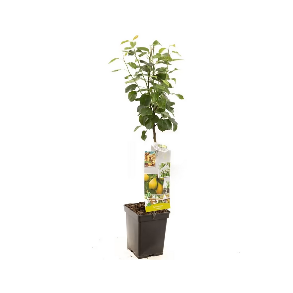 Handpeer (Pyrus comm. Obelisk zuilvorm) H 110 ø 18 cm