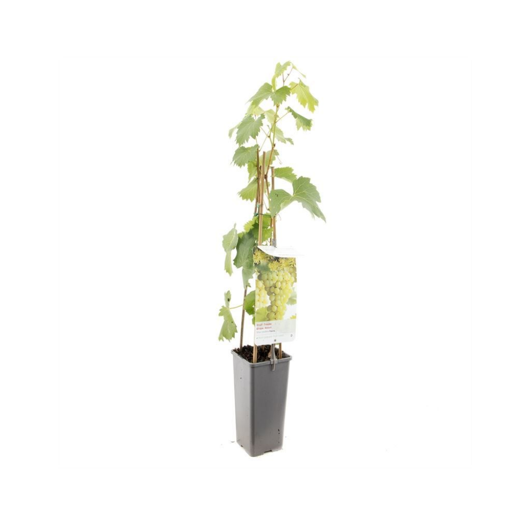 Witte druif (Vitis vinifera Fanny) H 60 ø 11 cm cm