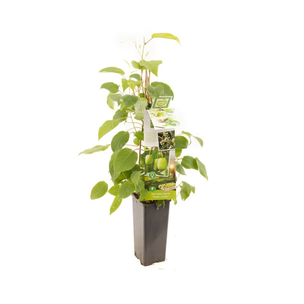 Vrouwelijke mini kiwi (Actinidia arguta Fresh Jumbo) H 60 ø 11 cm cm