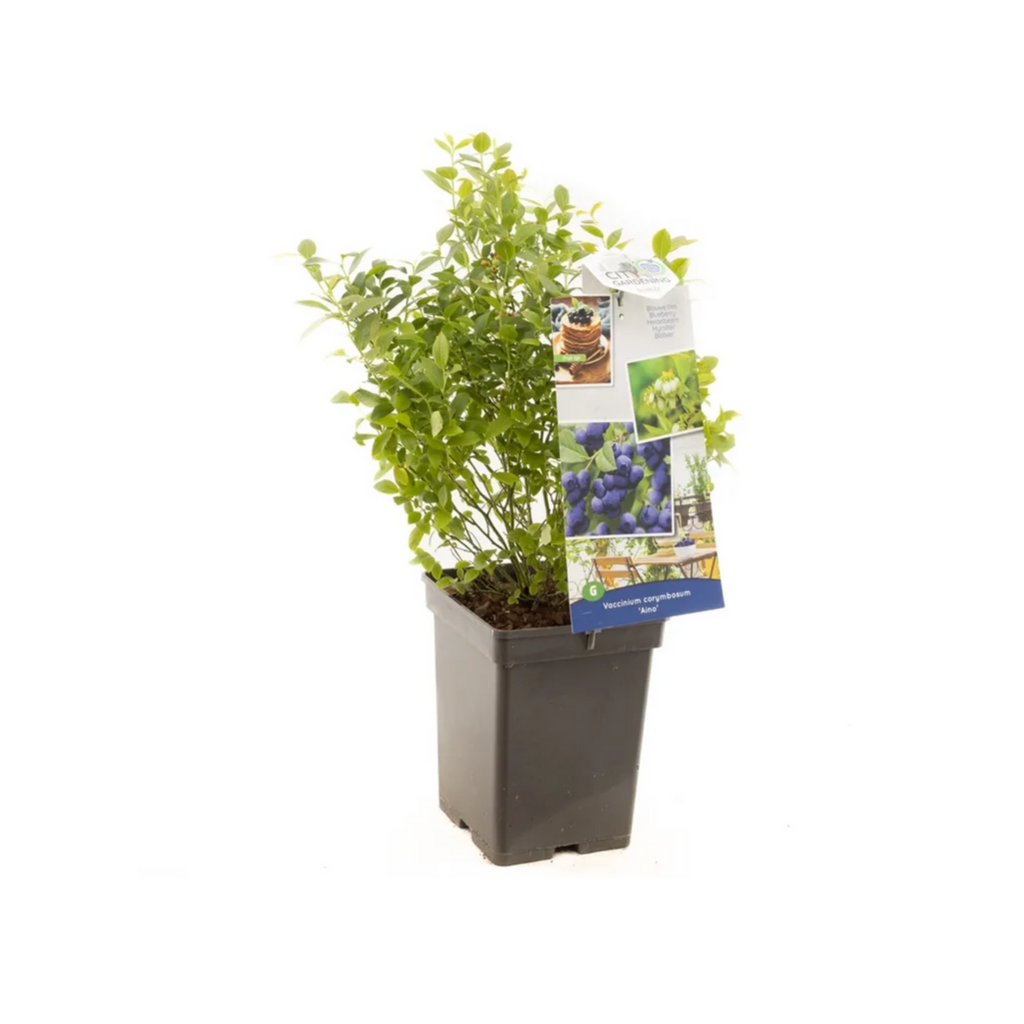 Compacte blauwe bes (Vaccinium corymbosum Aino) H 60 ø 18 cm