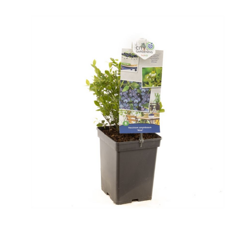 Compacte blauwe bes (Vaccinium corymbosum Alvar) H 60 ø 18 cm