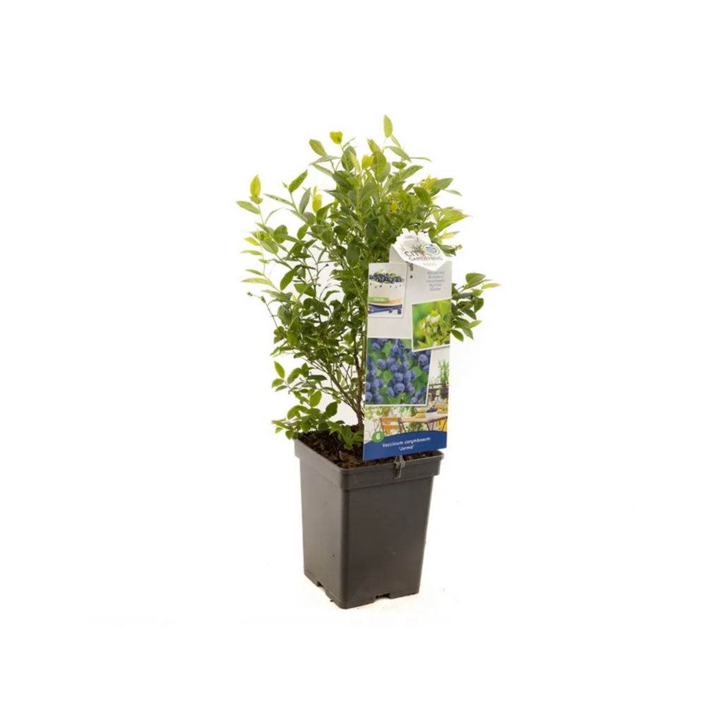 Compacte blauwe bes (Vaccinium corymbosum Jorma) H 60 ø 18 cm