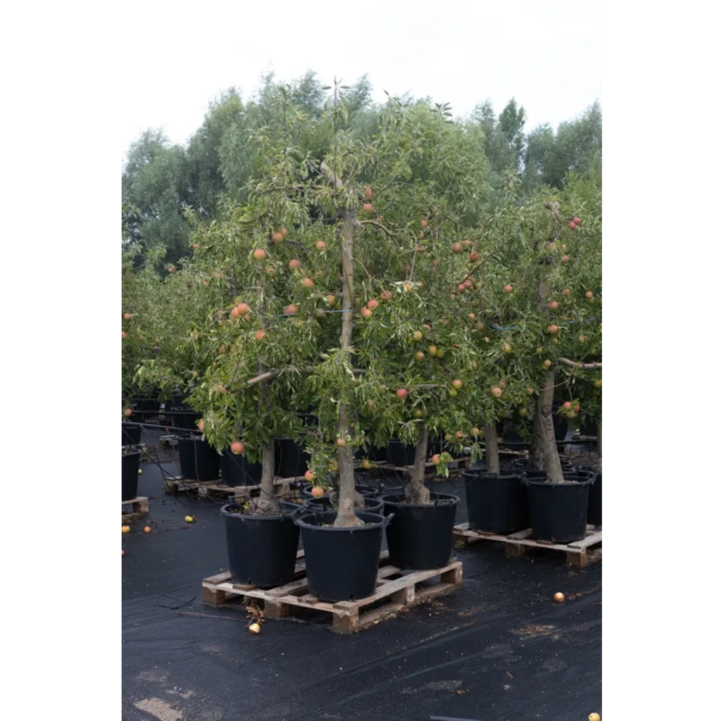 Rood gebloste handappel 50L pot (Malus dom. Junami ± 12 jaar) H 230 ø 45 cm