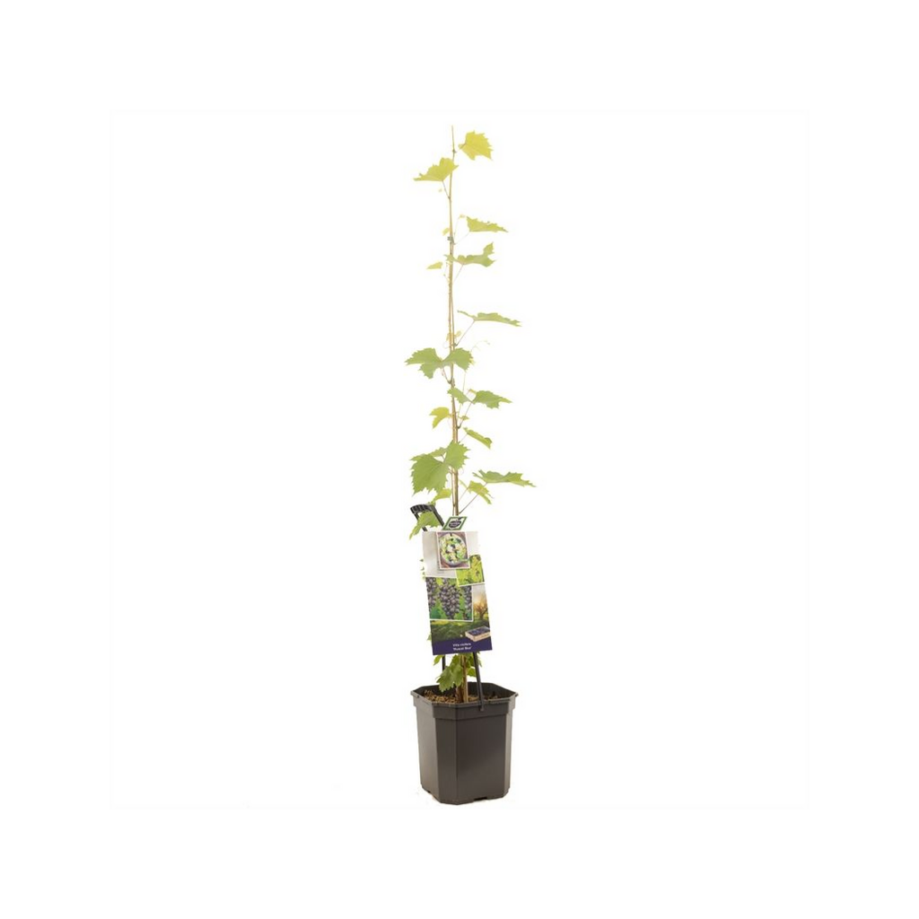 Blauwe druif (Vitis vinifera Muscat Blue P24) H 150 ø 24 cm