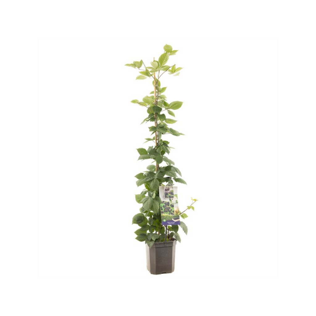 Doornloze braam (Rubus fruticosus Triple Crown P24) H 150 ø 24 cm