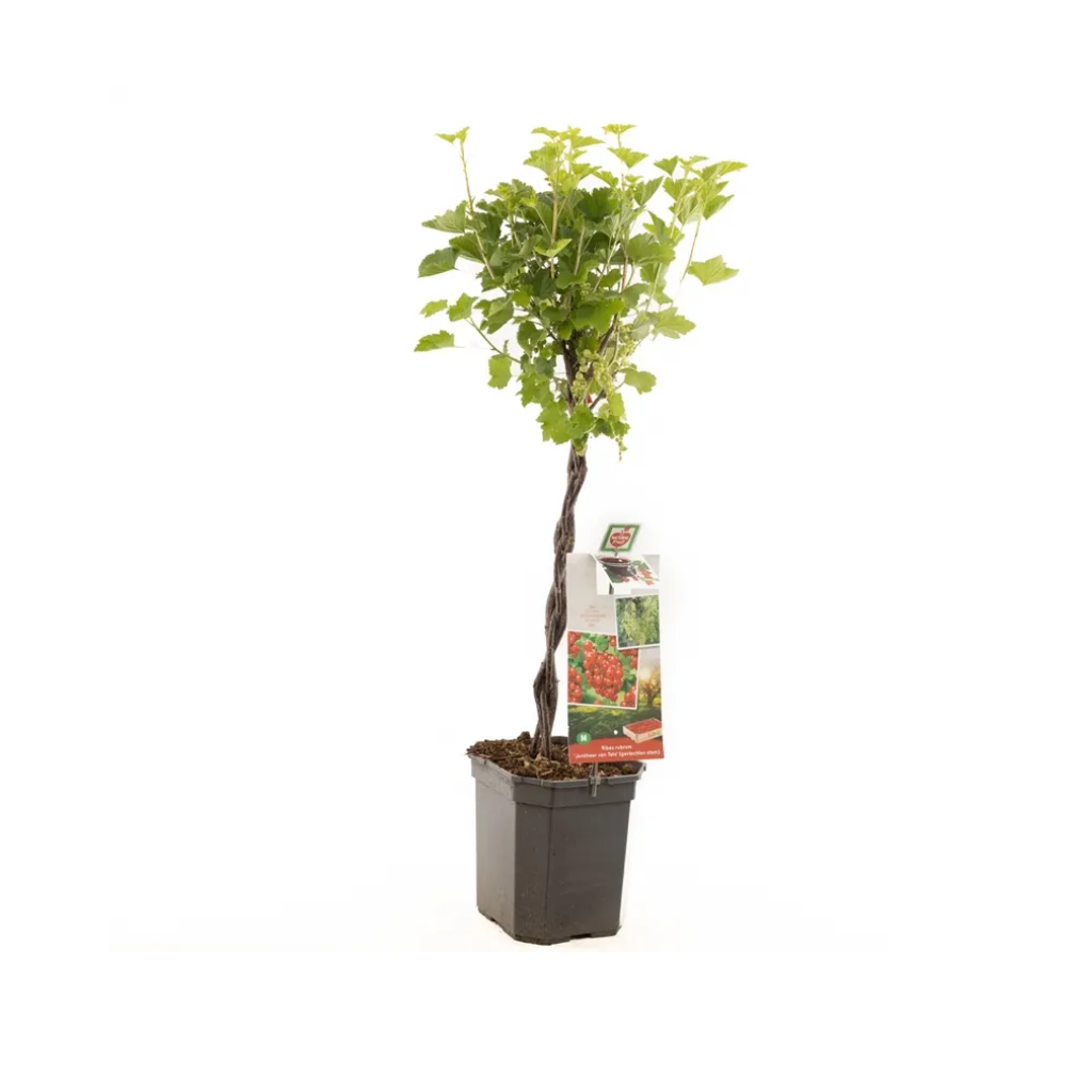 Rode bes, vroeg rijpend (Ribes r. Jonkh. van Tets gevlochten) H 110 ø 24 cm