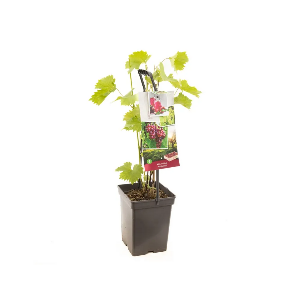 Roze druif (Vitis vin. Katharina - draagbeugel) H 65 ø 18 cm