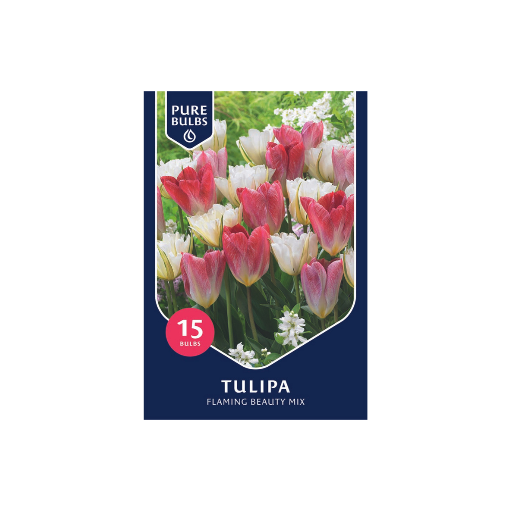 Pure Bulbs Tulipa Flaming Beauty Mix 12 bollen