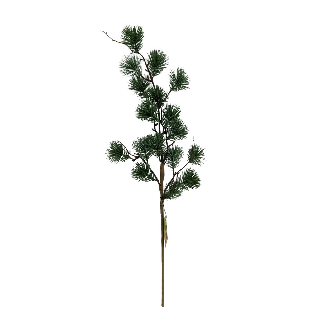 Tak Pinus Negishi 65 cm