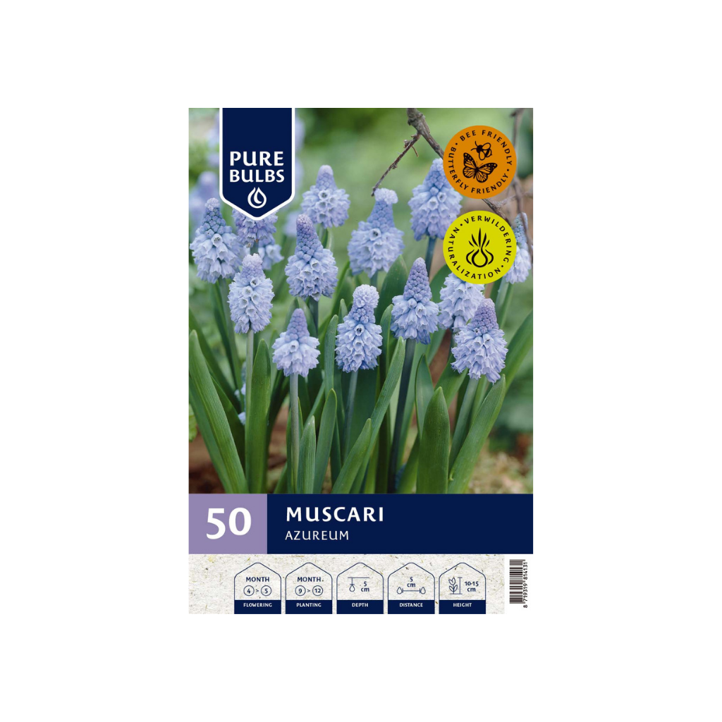 Pure Bulbs Muscari Azureum 50 bollen