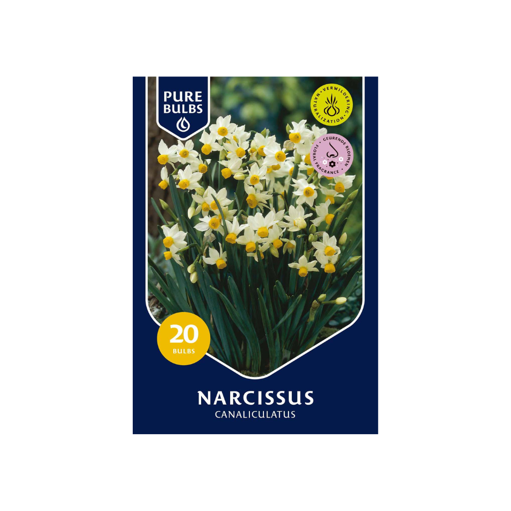 Pure Bulbs Narcissus Canaliculatus 20 bollen
