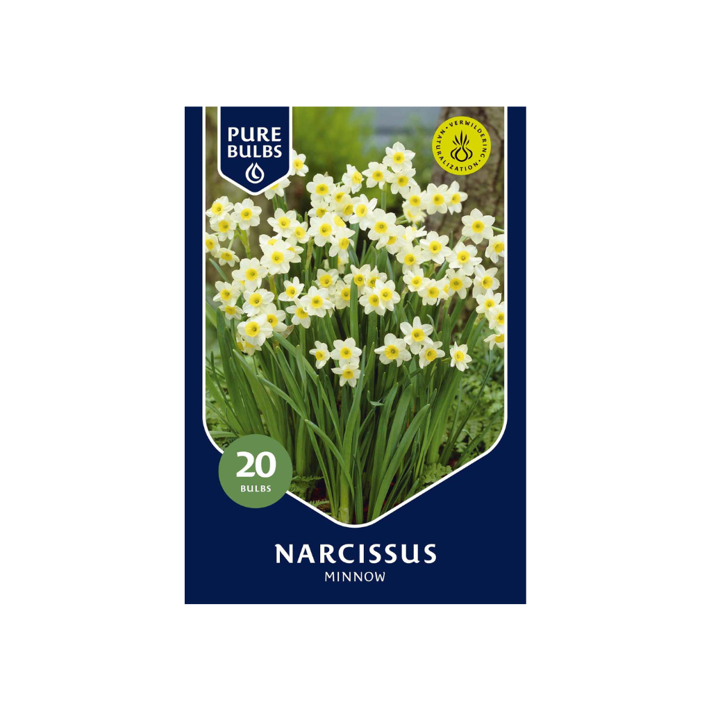 Pure Bulbs Narcissus Minnow 20 bollen