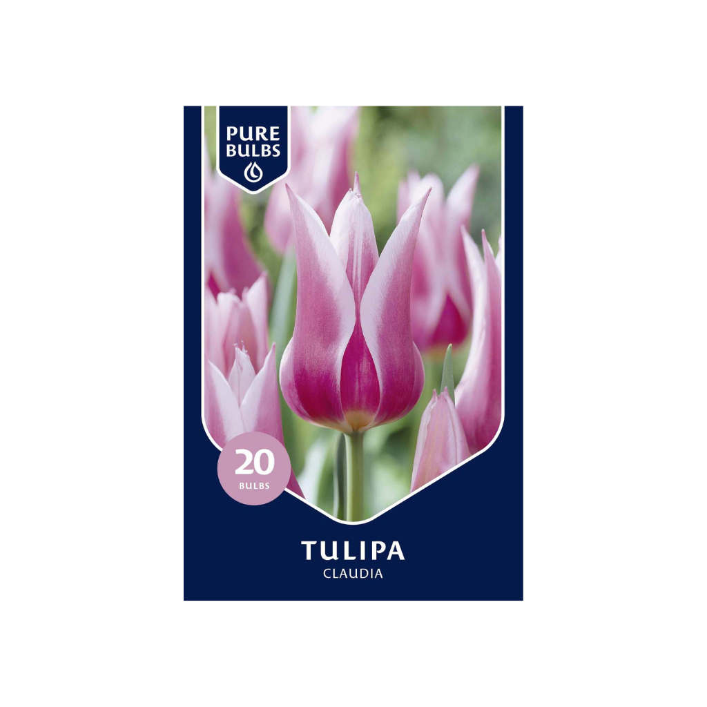 Pure Bulbs Tulipa Claudia 15 bollen