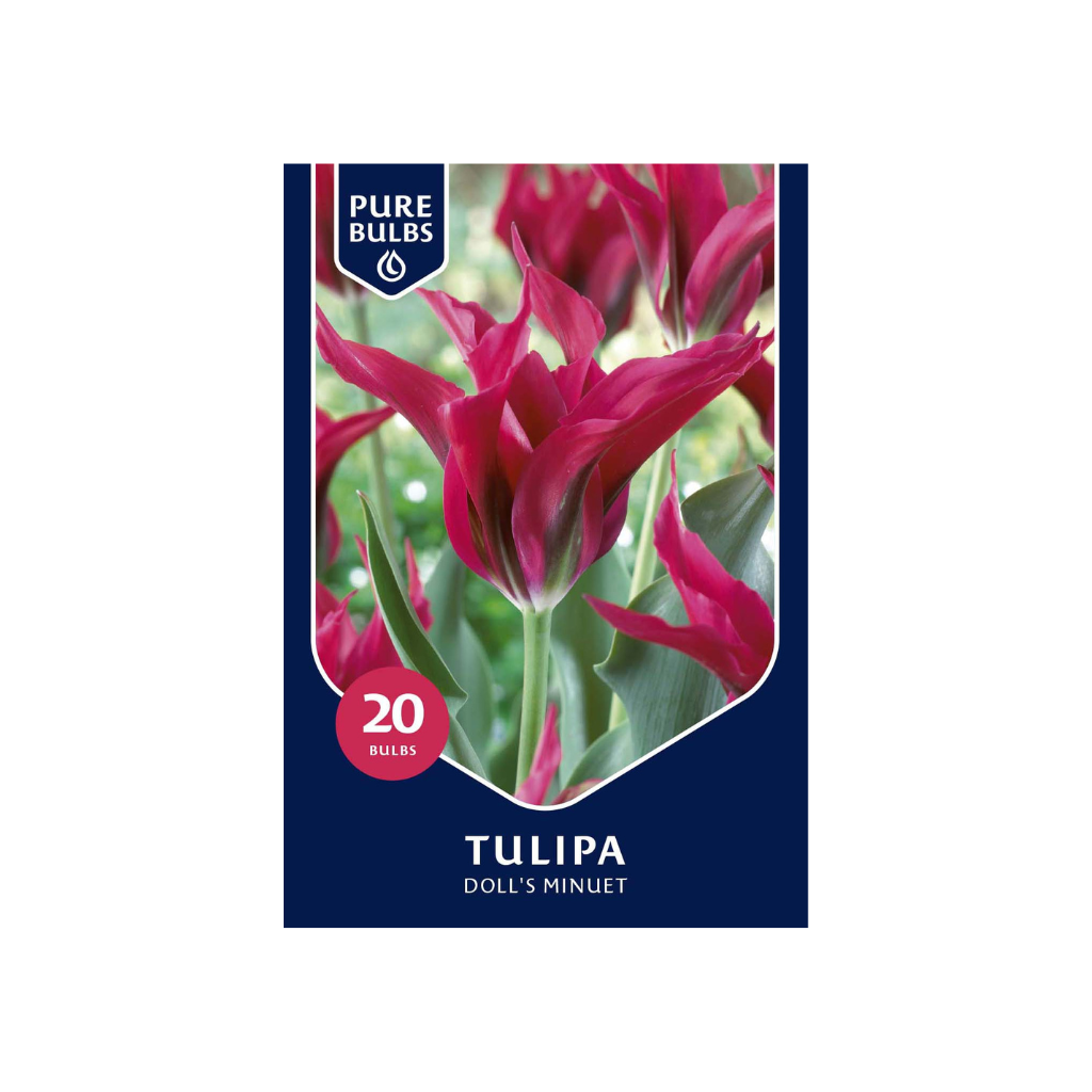 Pure Bulbs Tulipa Doll's Minuet 15 bollen