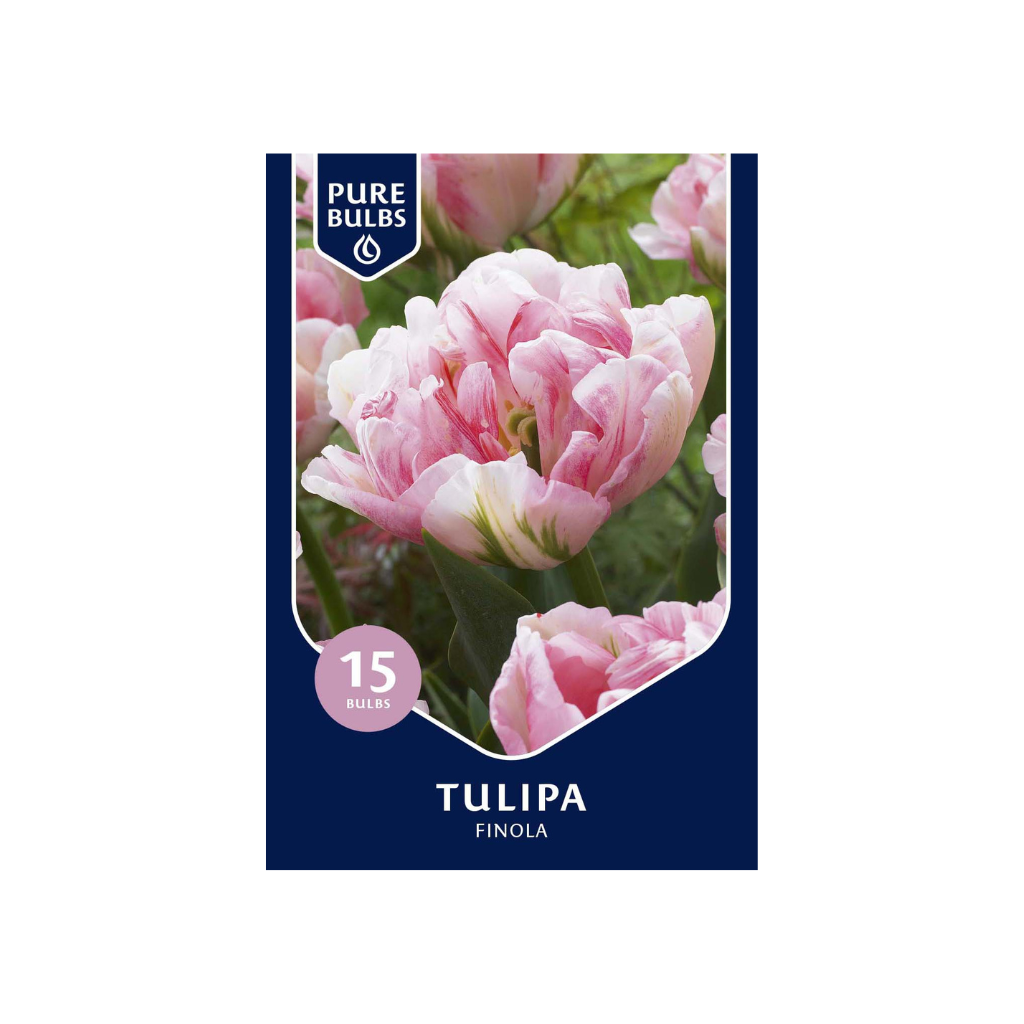Pure Bulbs Tulipa Finola 12 bollen