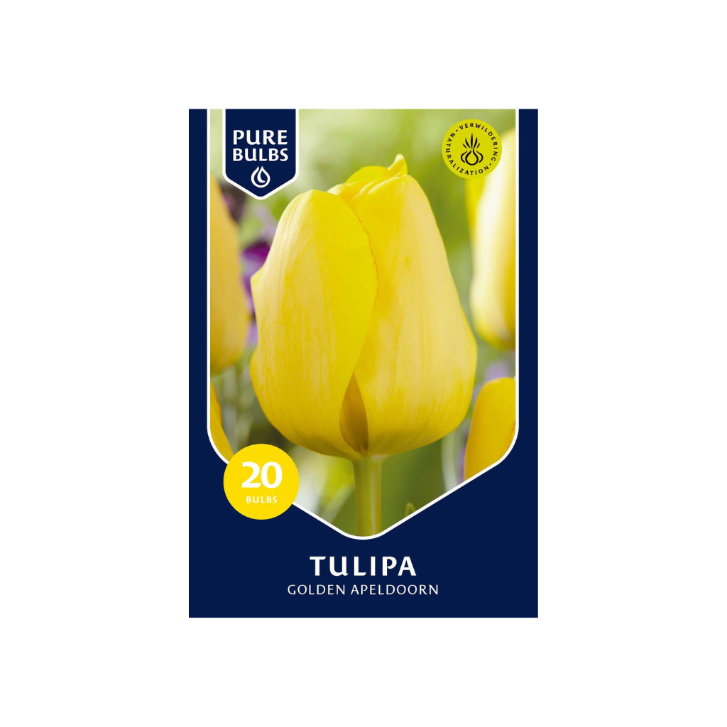 Pure Bulbs Tulipa Golden Apeldoorn 15 bollen