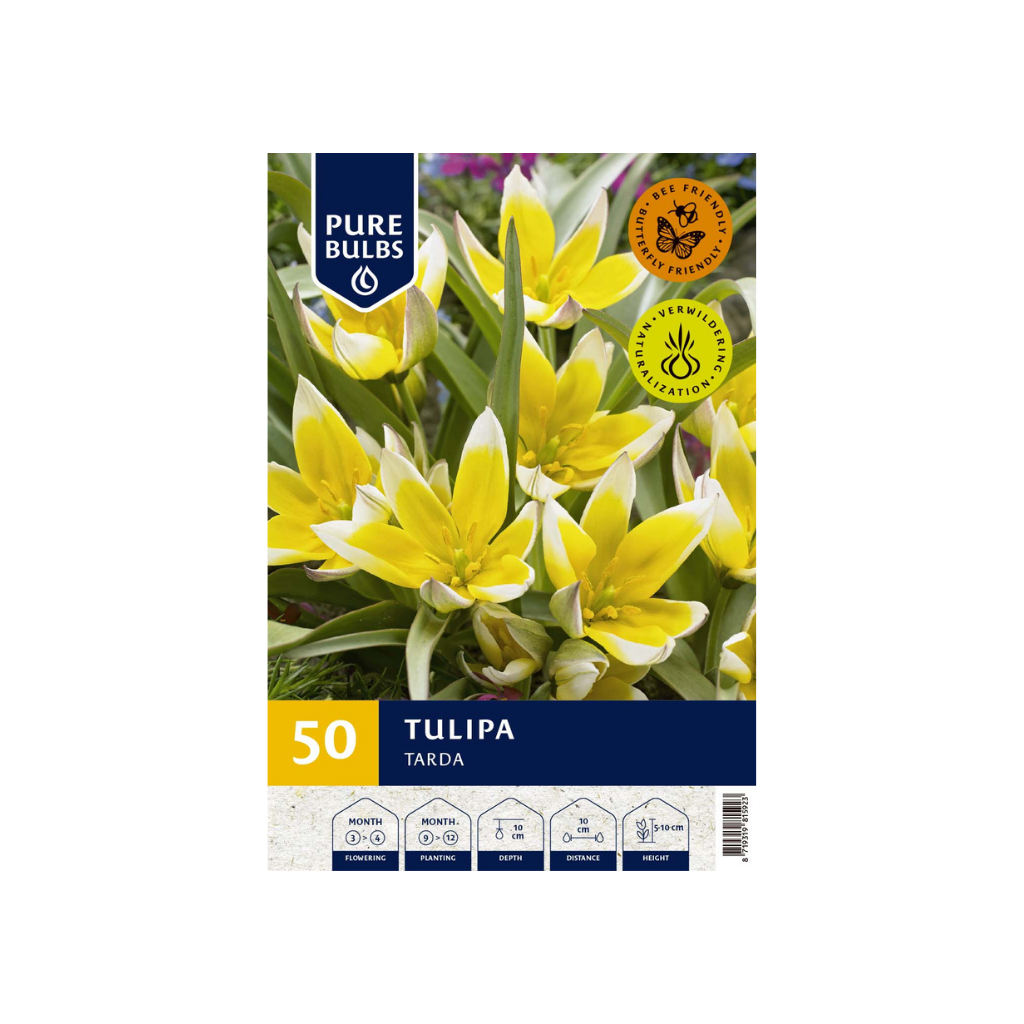 Pure Bulbs Tulipa Tarda 50 bollen