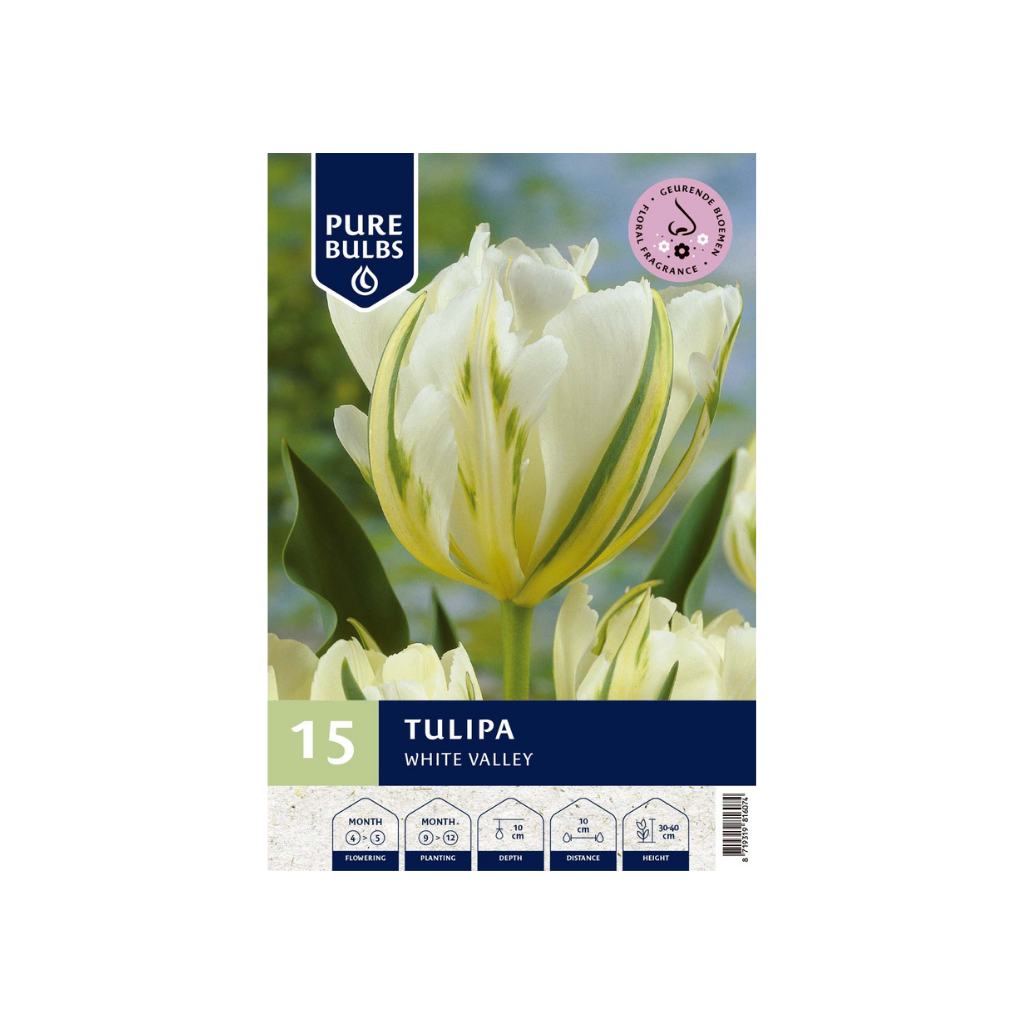 Pure Bulbs Tulipa White Valley 12 bollen