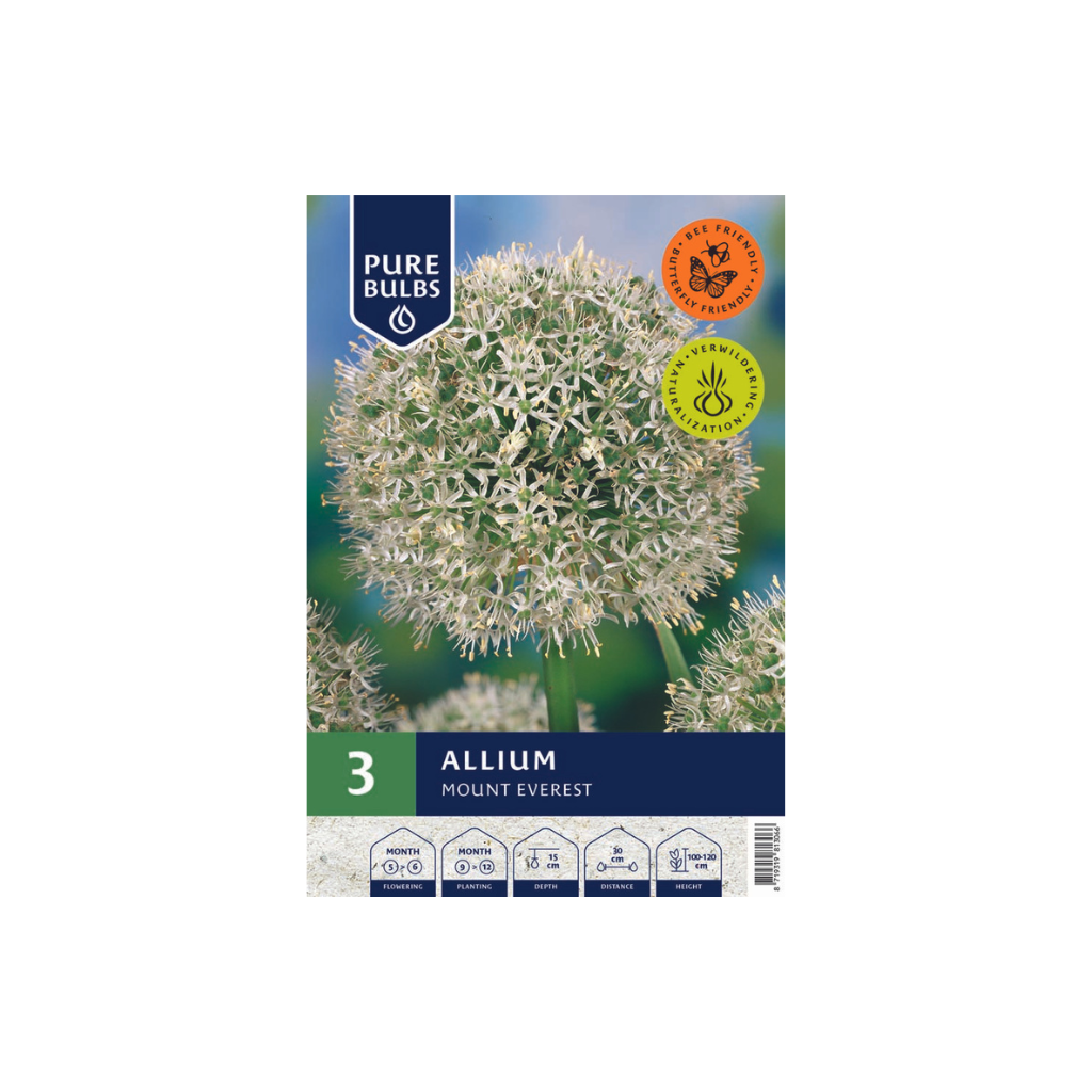 Pure Bulbs Allium Mount Everest 3 bollen