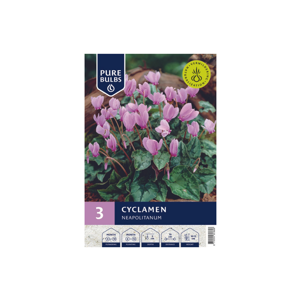 Pure Bulbs Cyclamen Neapolitanum 3 bollen