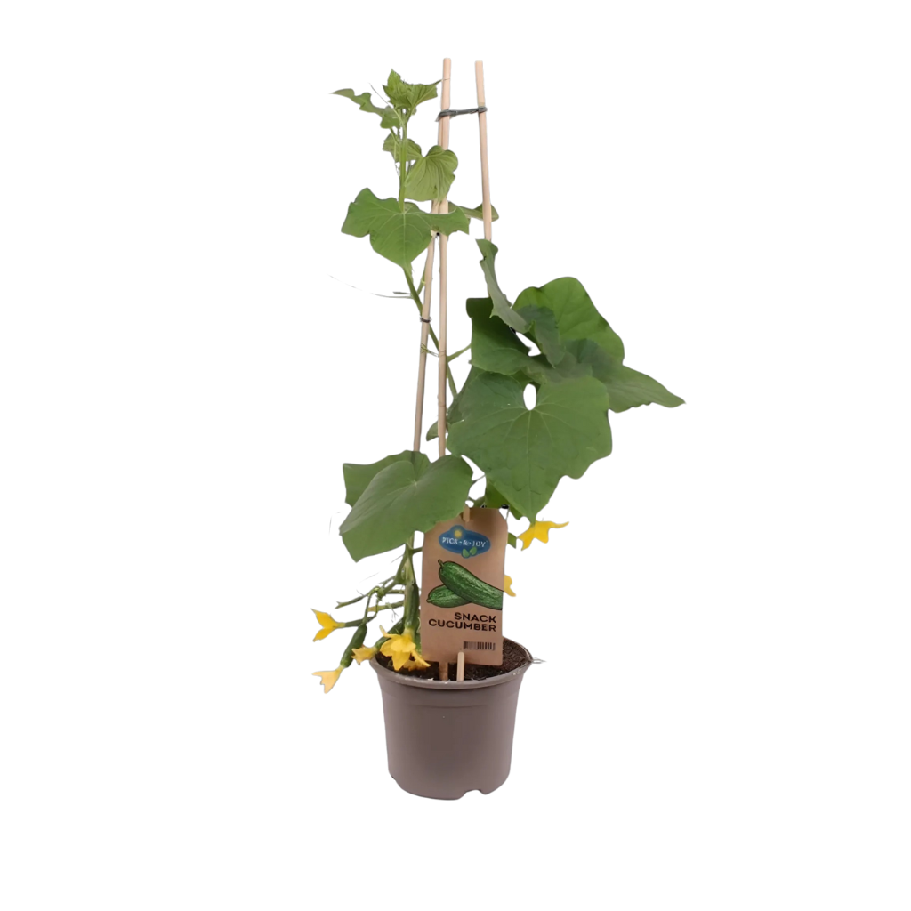 Snack komkommer (Cucumis stivus) H 60 ø 14 cm