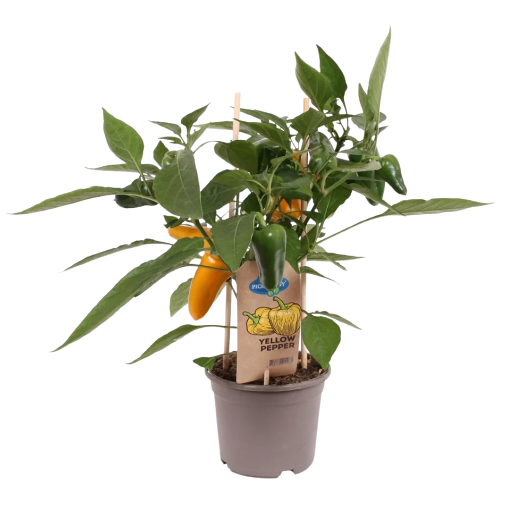 Plukpaprika mini geel (Capsicum Anuum) H 40 ø 14 cm
