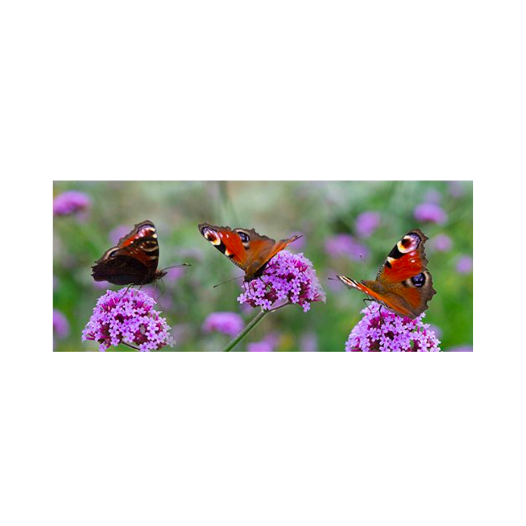 Tuinposter Vlinders 110 x 45 cm