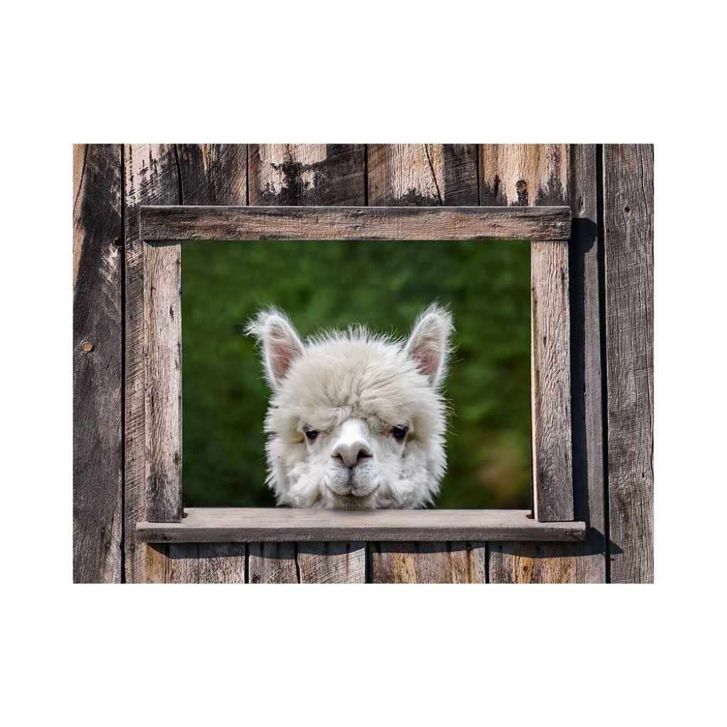 Tuinposter Alpaca Doorkijk 80 x 60 cm