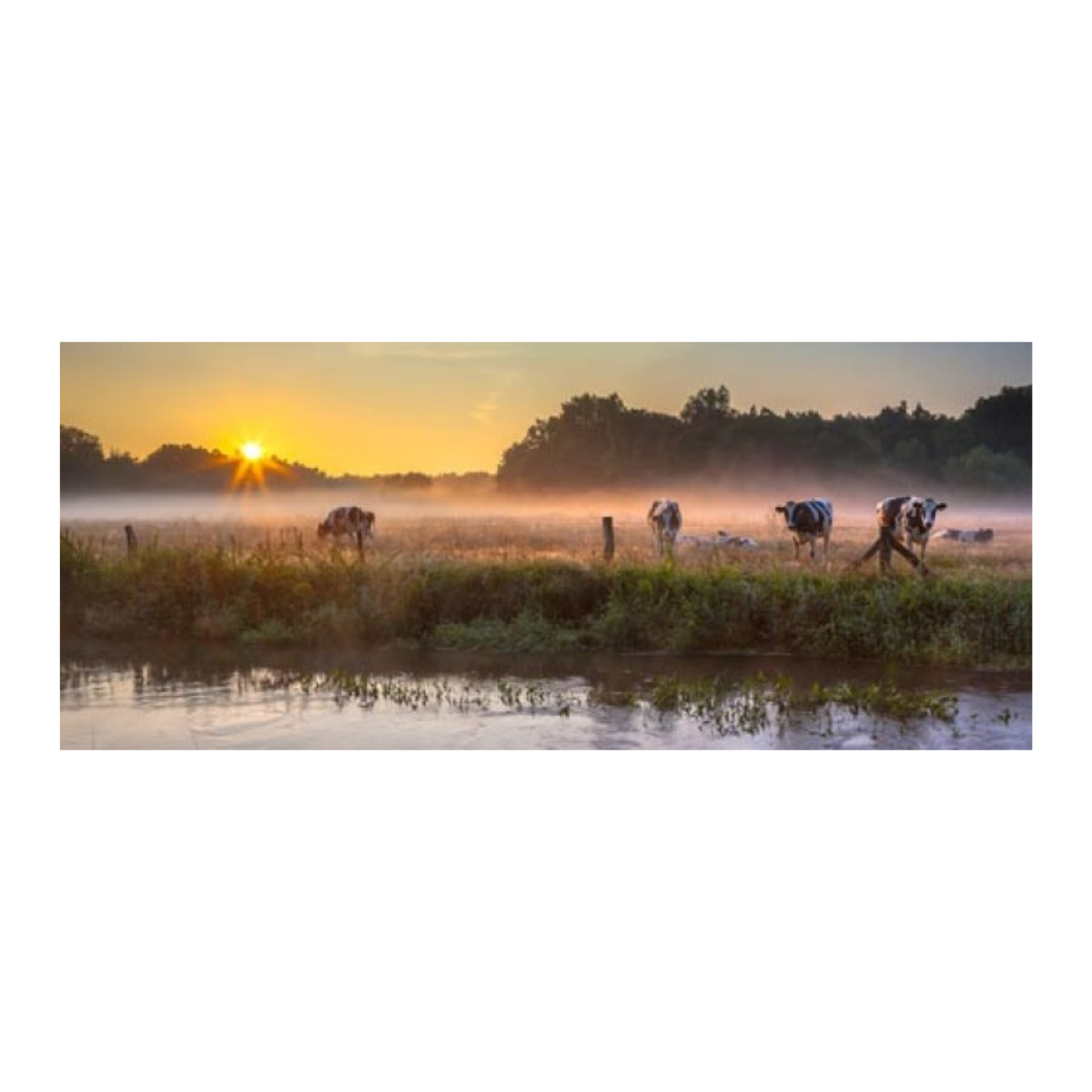 All Seasons Posters Tuinposter Koeien In De Mist 110 x 45 cm