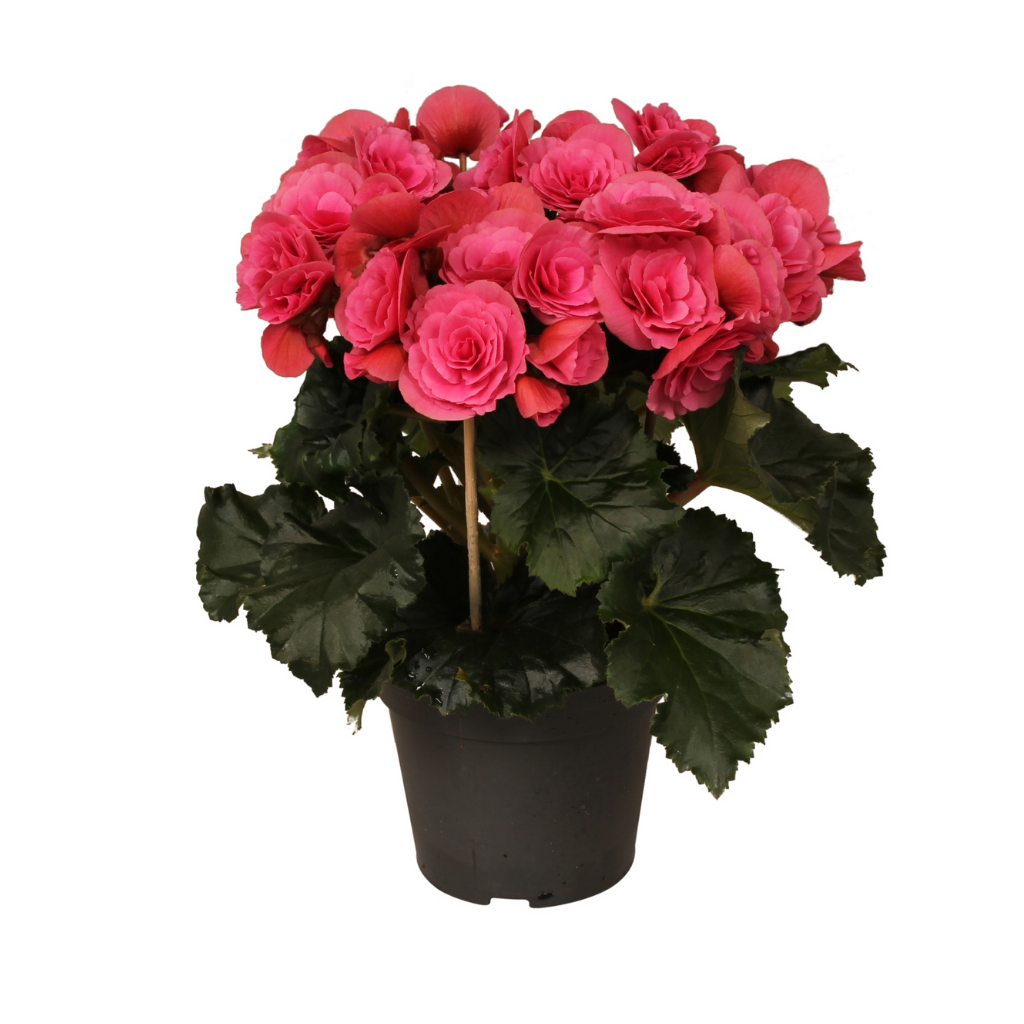 Stippenplant (Begonia Elatior) H 28 ø 14 cm