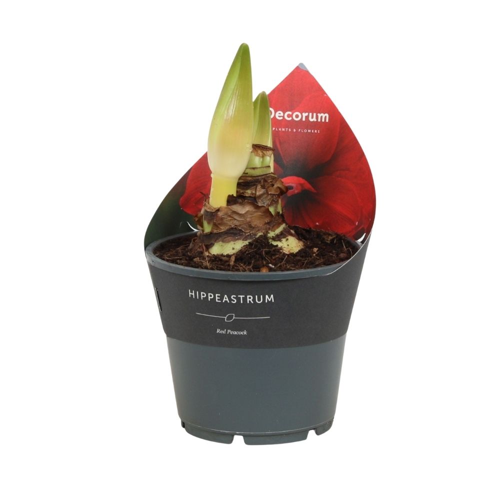 Amaryllis (Hippeastrum) 25 cm