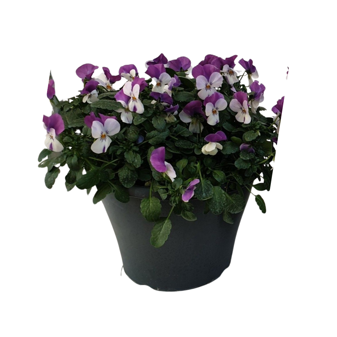 Bosviooltjes (Viola Cornuta) 30 cm