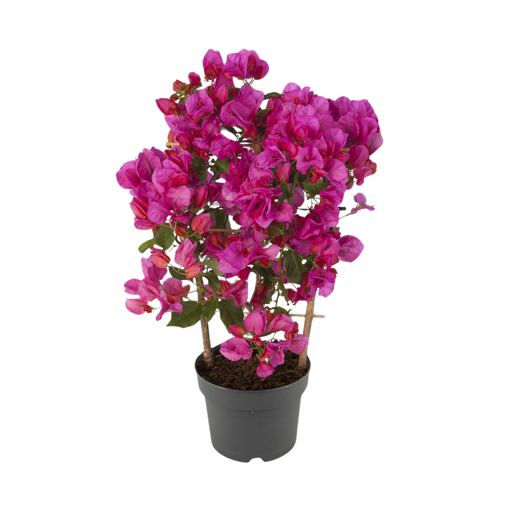 Bougainville (Sanderiana Renate) H 50 ø 17 cm