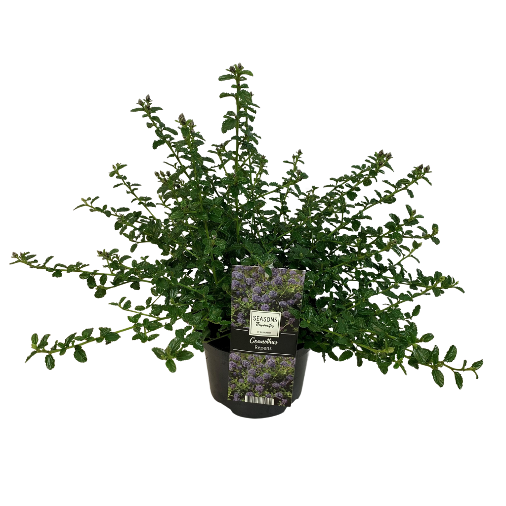 Amerikaanse Sering (Ceanothus Thyrsiflorus Repens) 30 x 17 cm