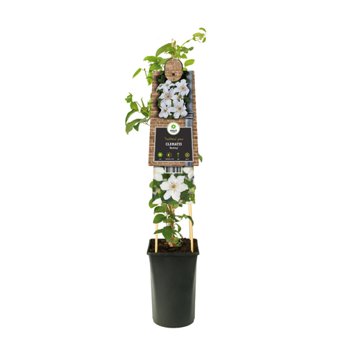 Bosrank (Clematis 'Destiny') H 75