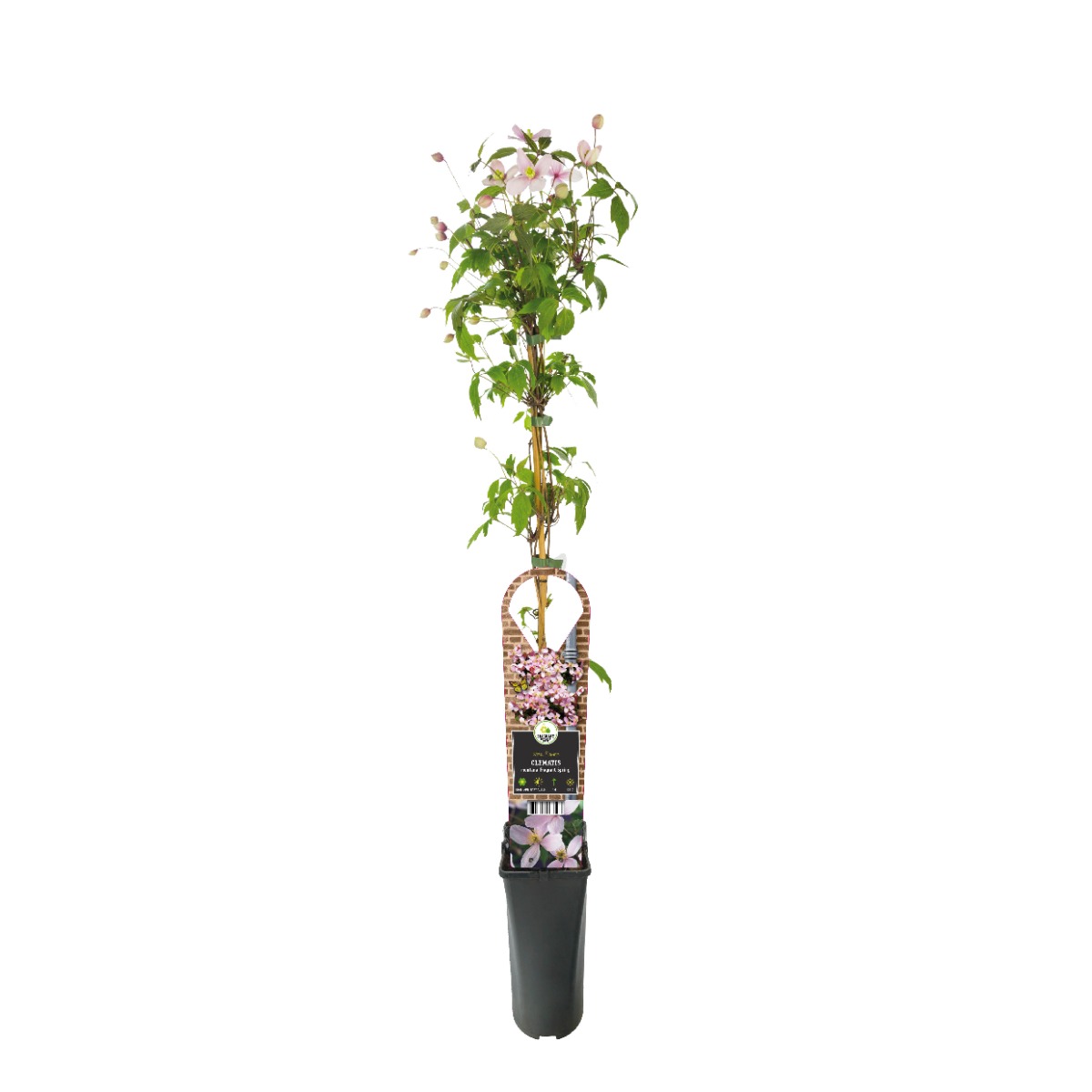 Bosrank (Clematis montana 'Fragrant Spring') H 90