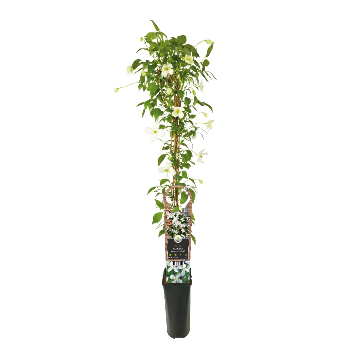 Bosrank (Clematis montana 'Grandiflora') H 90