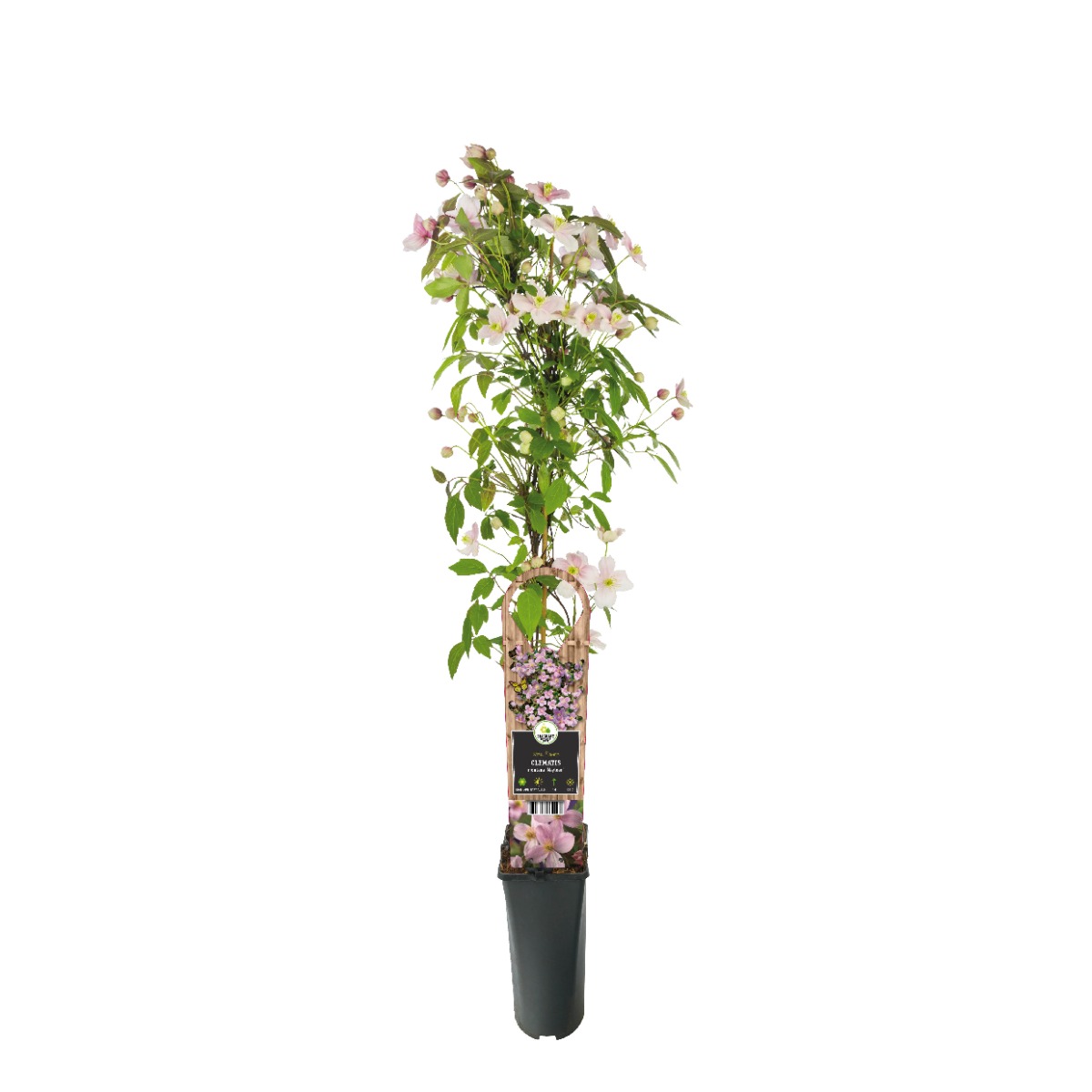 Bosrank (Clematis montana 'Mayleen') H 90