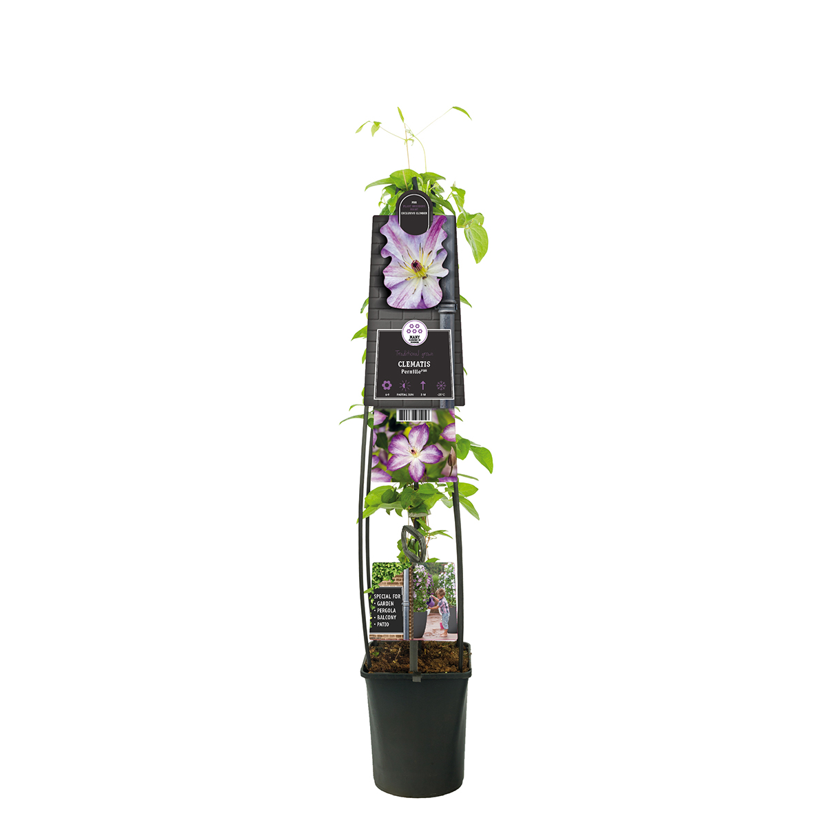 Bosrank (Clematis Pernille PBR) H 120