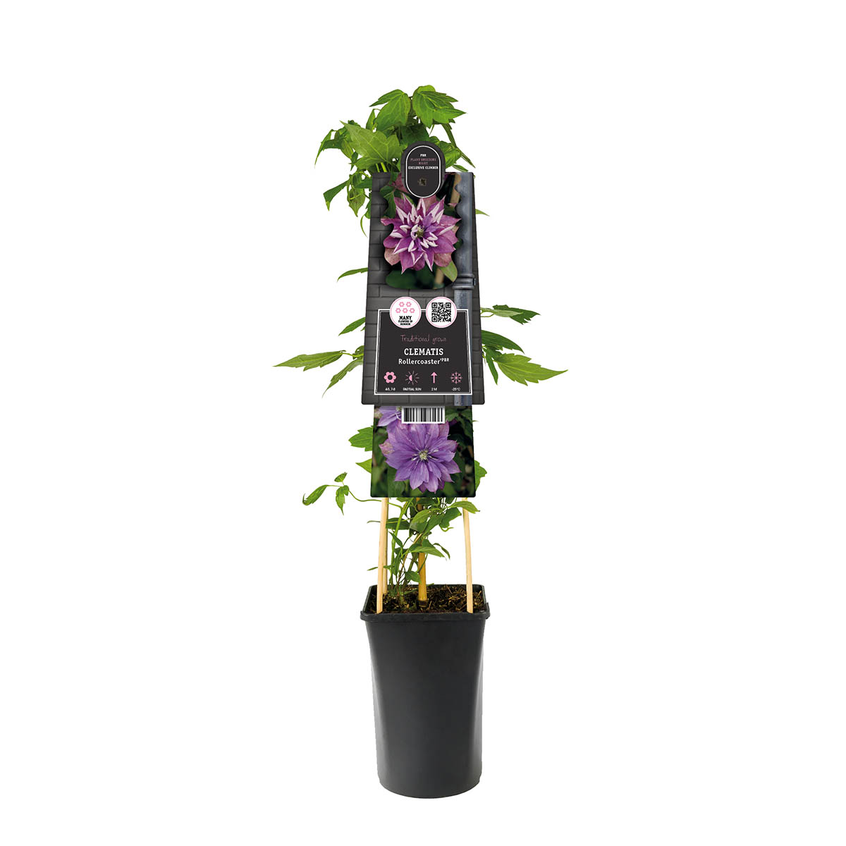 Bosrank (Clematis 'Rollercoaster' PBR) H 75