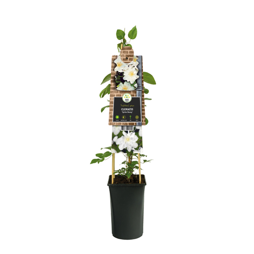 Bosrank (Clematis 'Sylvia Denny') H 75